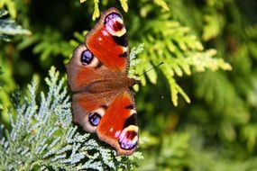 peacock butterfly on the bush