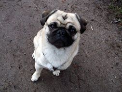 portrait of Pug Purebred Dog