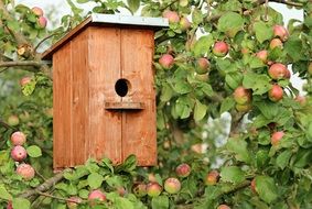 wooden Birdhouse at Apple Tree