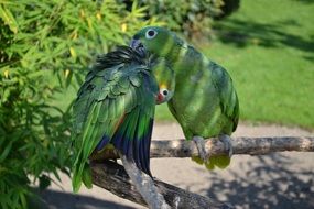 Parrots in the Bird Park in Detmold