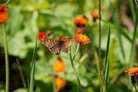 butterfly in the summer garden