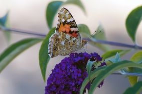 Butterfly in a garden