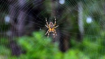 spider on a web on a background of trees