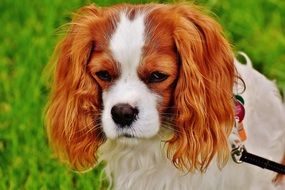 Cavalier King Charles spaniel on a leash walking in the park