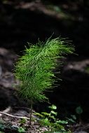 green Horsetail