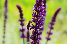 bee on violet flower
