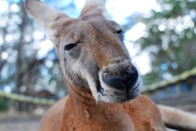 Kangaroo Marsupial