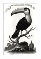 black and white picture of toucan on a tree branch