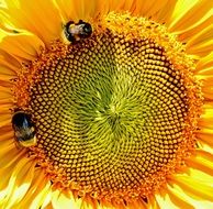bumblebees on the sunflower
