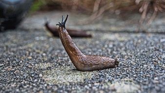 Slugs in the garden