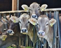 Cows feeding on farm