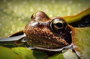 head of a frog among water lilies close up