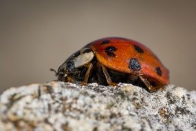 ladybird on stone macro view