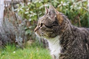 cute domestic cat in the garden