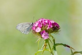 macro picture of delicate white butterfly on the pink flower