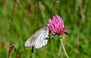 Butterfly on a pink bloom