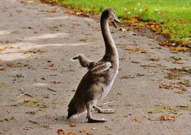 young gray swan on a path in the park