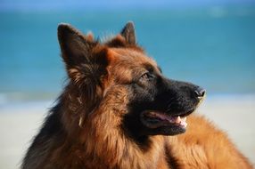 Cute and beautiful german shepherd on a sandy beach background with the water