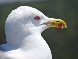 Seagull Bird's head