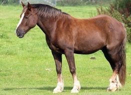 brown horse on a green meadow on a sunny day