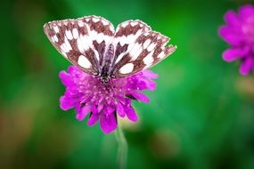 Butterfly on a purple flower on the flower meadow