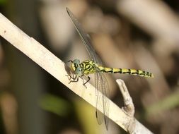 yellow dragonfly on the stem of a plant