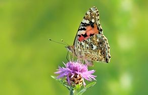 painted lady butterfly on the purple flower