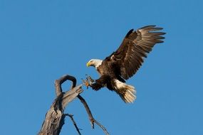 bald eagle sits on a tree