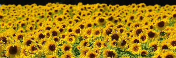 banner with sunflower field