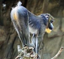 gorgeous beautiful Monkey Zoo