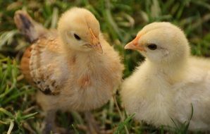 cute tiny chicks on the grass