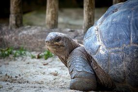 giant tortoise in the wild
