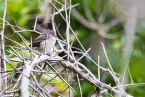 Bird Thorns