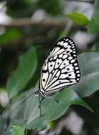 beautiful butterfly on green leaf macro