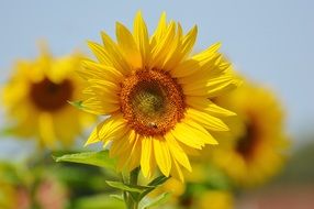 sun flower on a background of other solar flowers