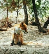 Forest Fox