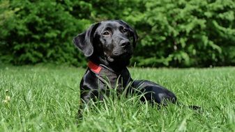 Black Labrador puppy in green grass portrait