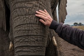 Elephant Trunk Skin