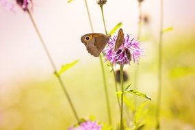 butterflies on a summer meadow