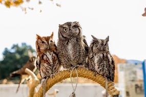 three owls roped into perch