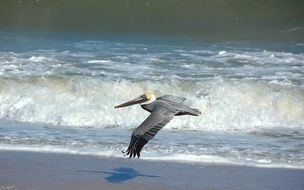 a pelican flies over the beach with a surf