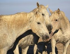 perfect beautiful colorful Horses