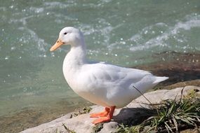 white duck on the bank of a stream