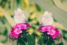 white butterflies on the pink flowers