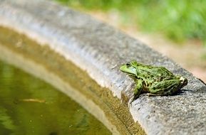 green pond frog