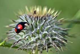 asian ladybug on the flower