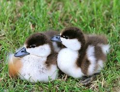 Close-up of the spotted ducklings on green gras