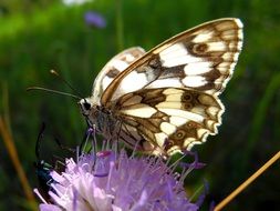 closeup picture of Beautiful colorful butterfly on the beautiful flower