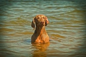 weimaraner dog sitting in the water