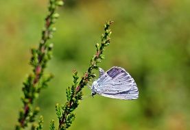 cute lovely Holly Blue butterfly on a plant